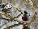 Mallard Duck - Kaczka Krzyżówka
